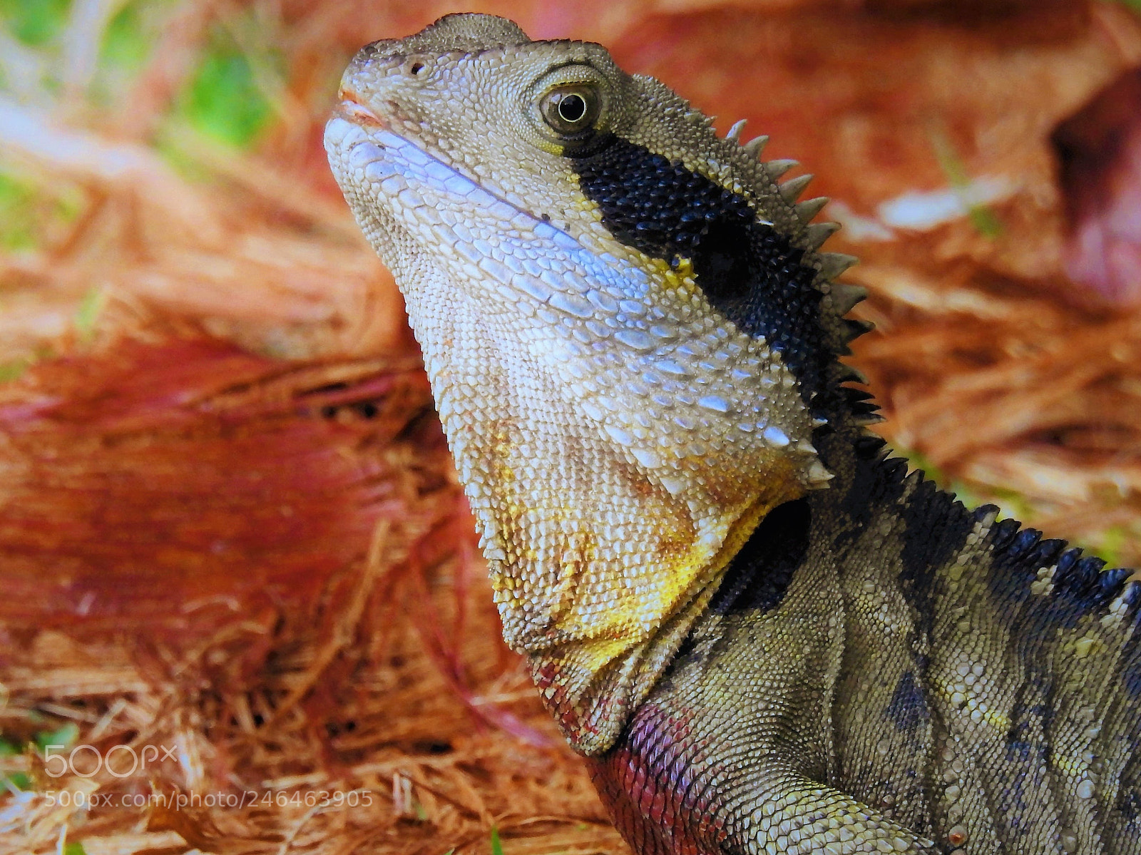 Nikon Coolpix P900 sample photo. Reptile photography