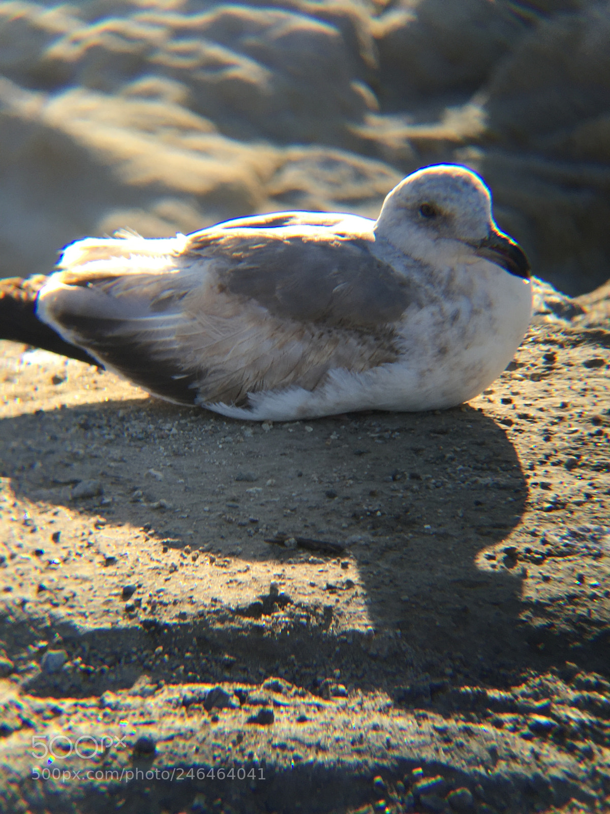 Apple iPhone 6 sample photo. Pacific coast seagull photography