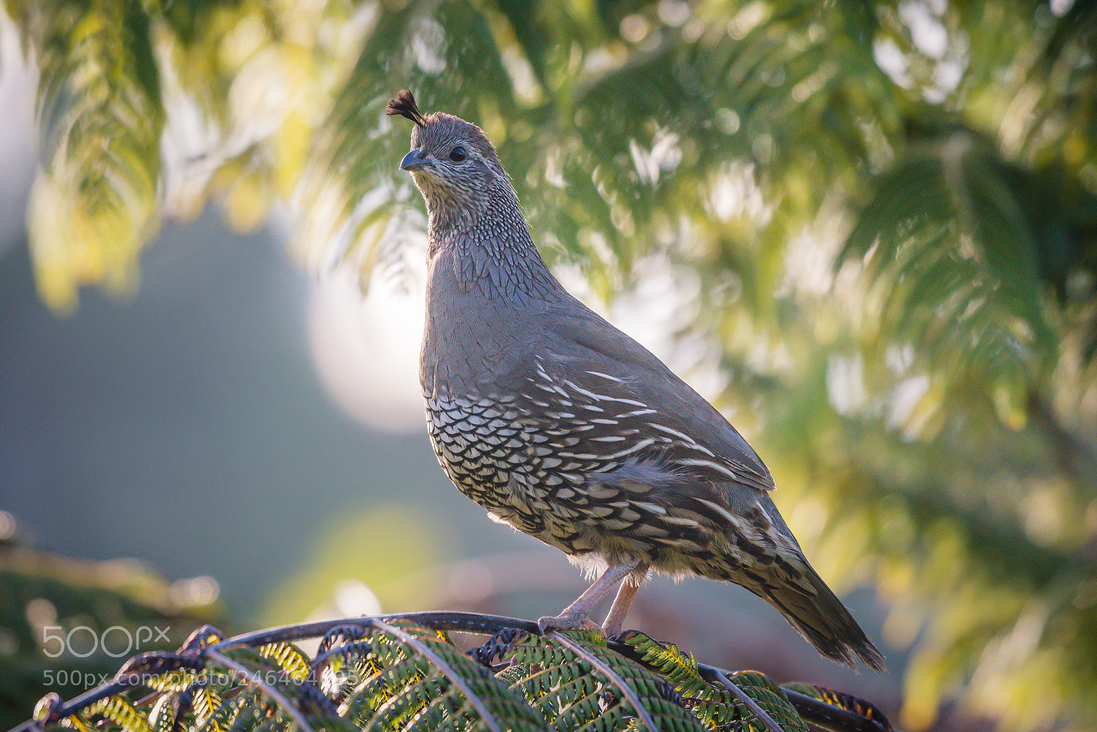 Nikon D500 sample photo. California quail female at photography