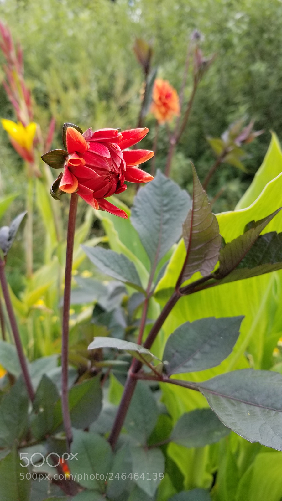 Samsung Galaxy S8+ sample photo. 红花 photography