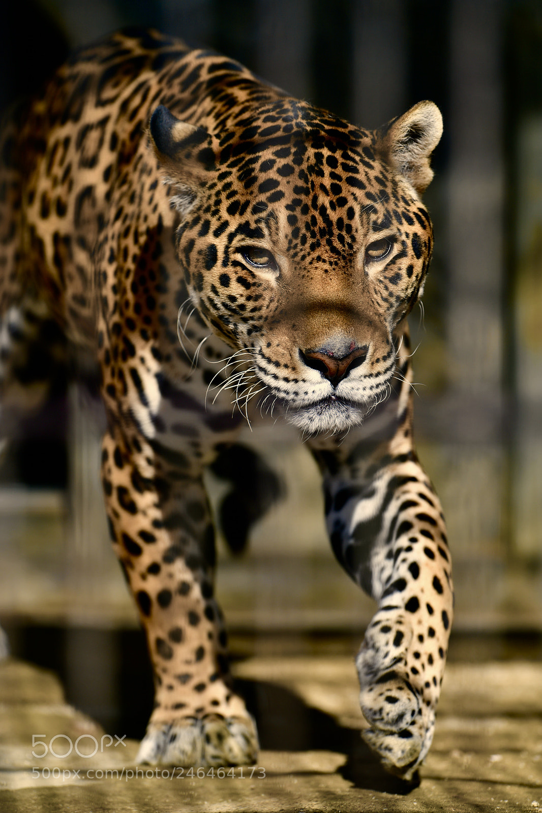 Nikon D5 sample photo. Jaguar photography