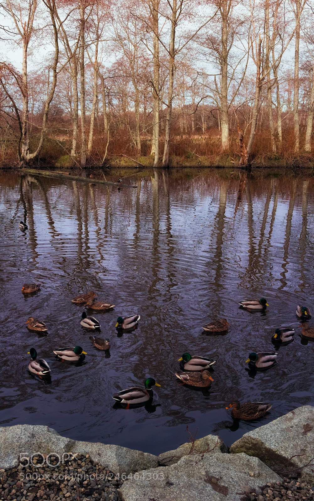 Canon EOS M sample photo. Swimming in the river photography