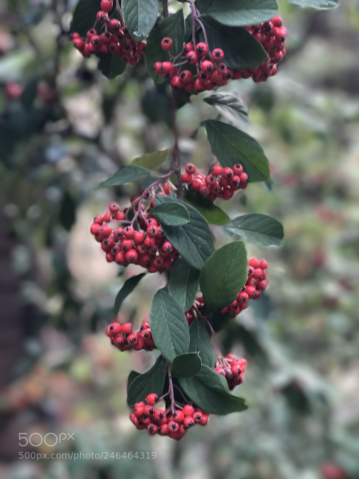 Apple iPhone 7 Plus sample photo. Tree with red berries photography