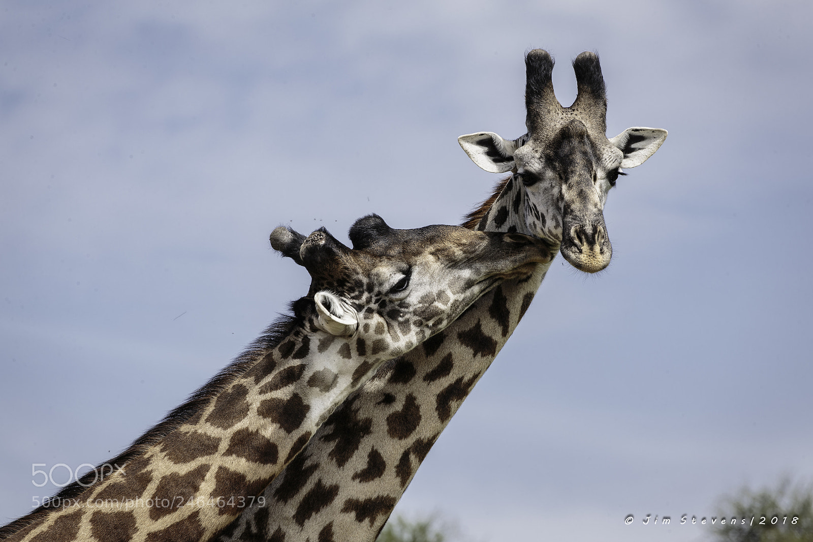 Canon EOS-1D X sample photo. Giraffe kiss photography