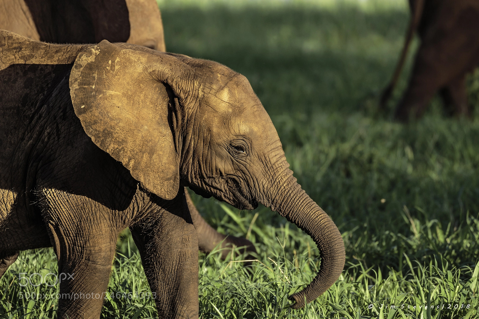 Canon EOS-1D X sample photo. Happy baby elephant photography
