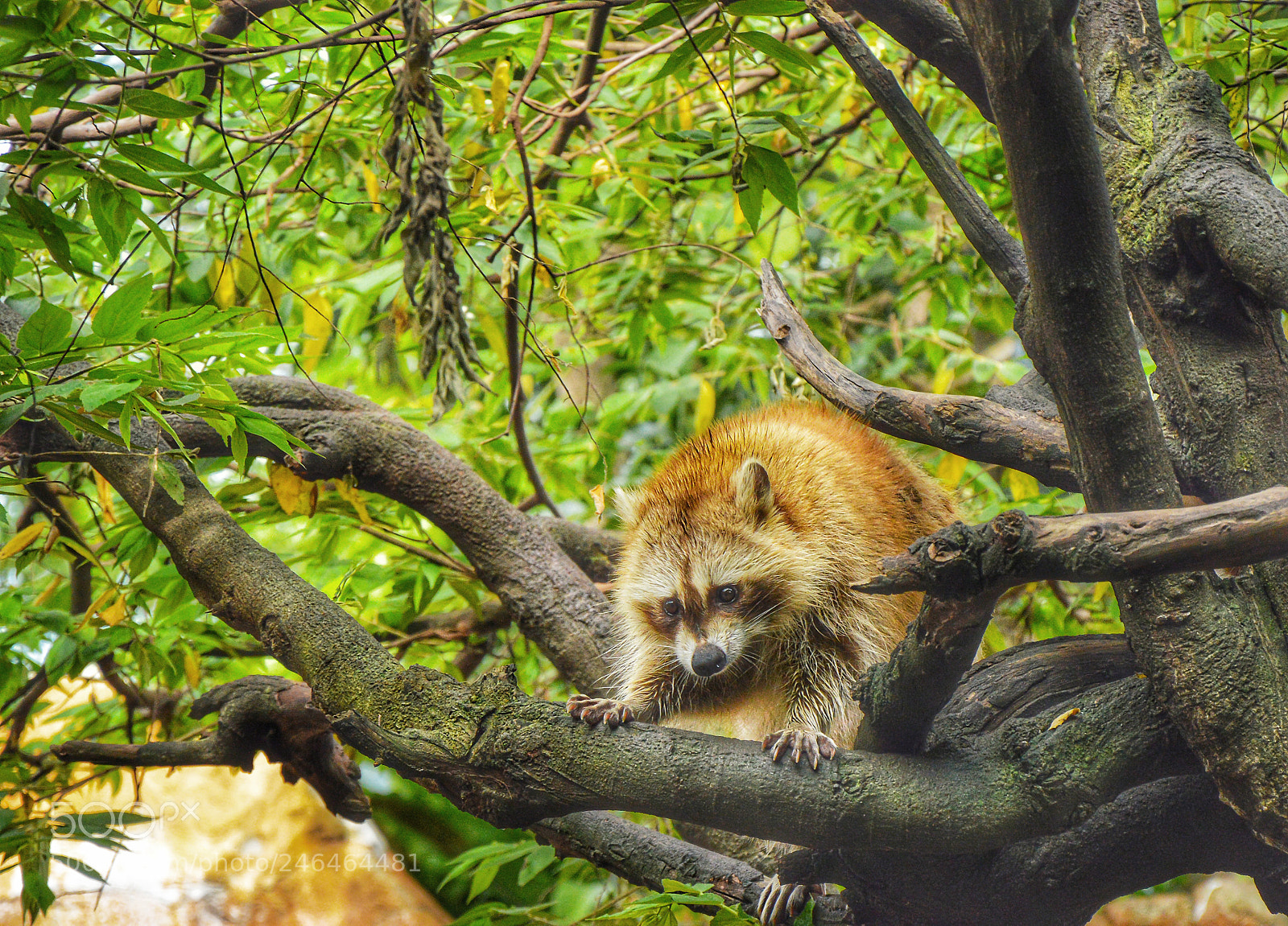 Nikon D3200 sample photo. Racoon photography