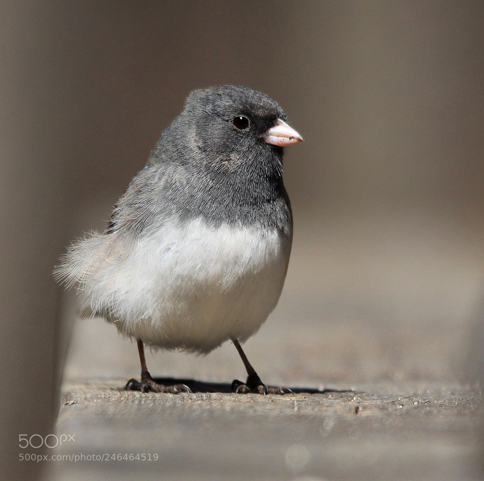 Canon EOS 500D (EOS Rebel T1i / EOS Kiss X3) sample photo. Junco on railing photography