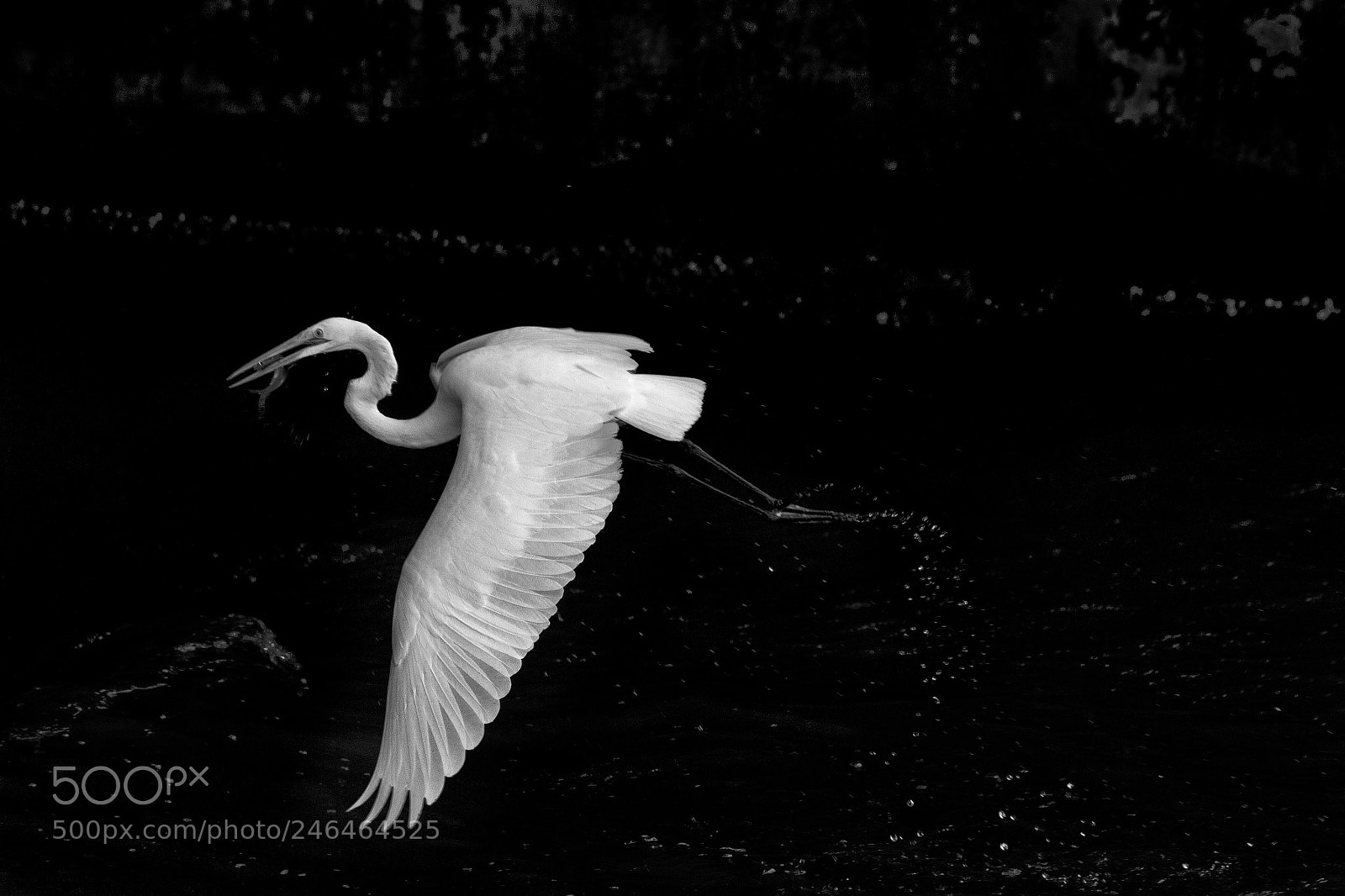 Canon EOS 7D sample photo. Ardea alba photography