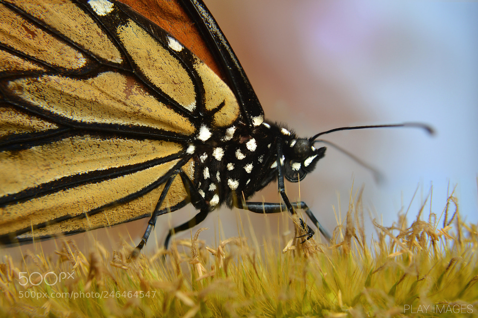 Nikon D3100 sample photo. The monarch photography