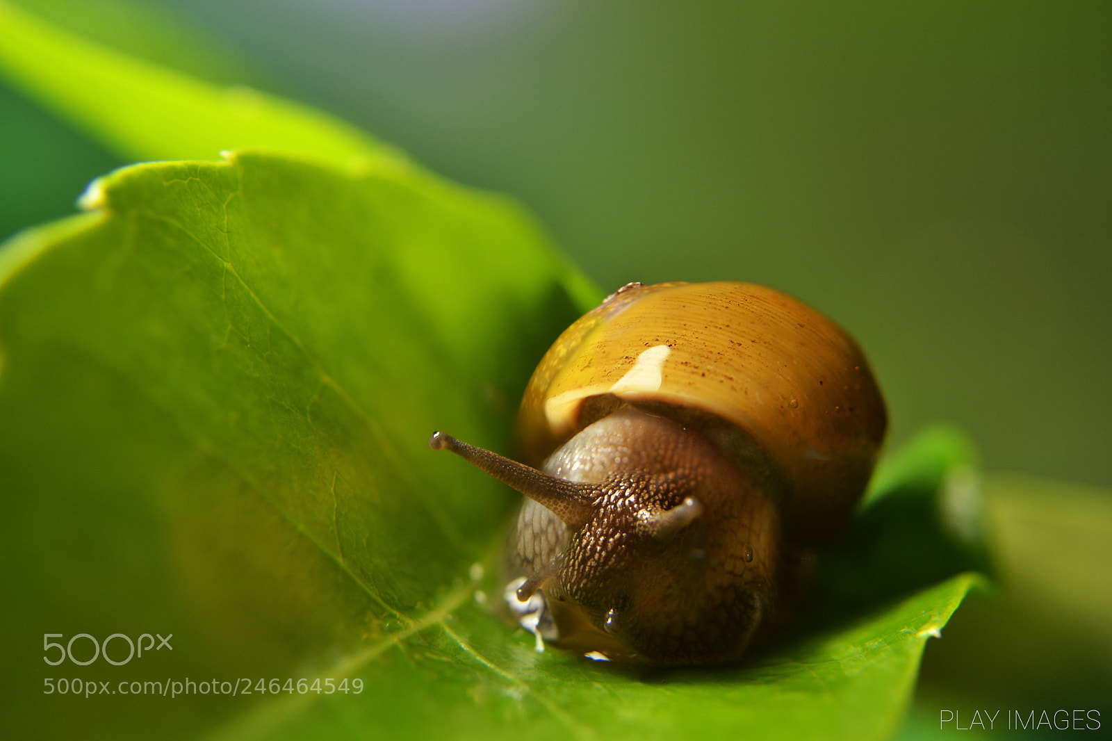 Nikon D3100 sample photo. Slow shell photography