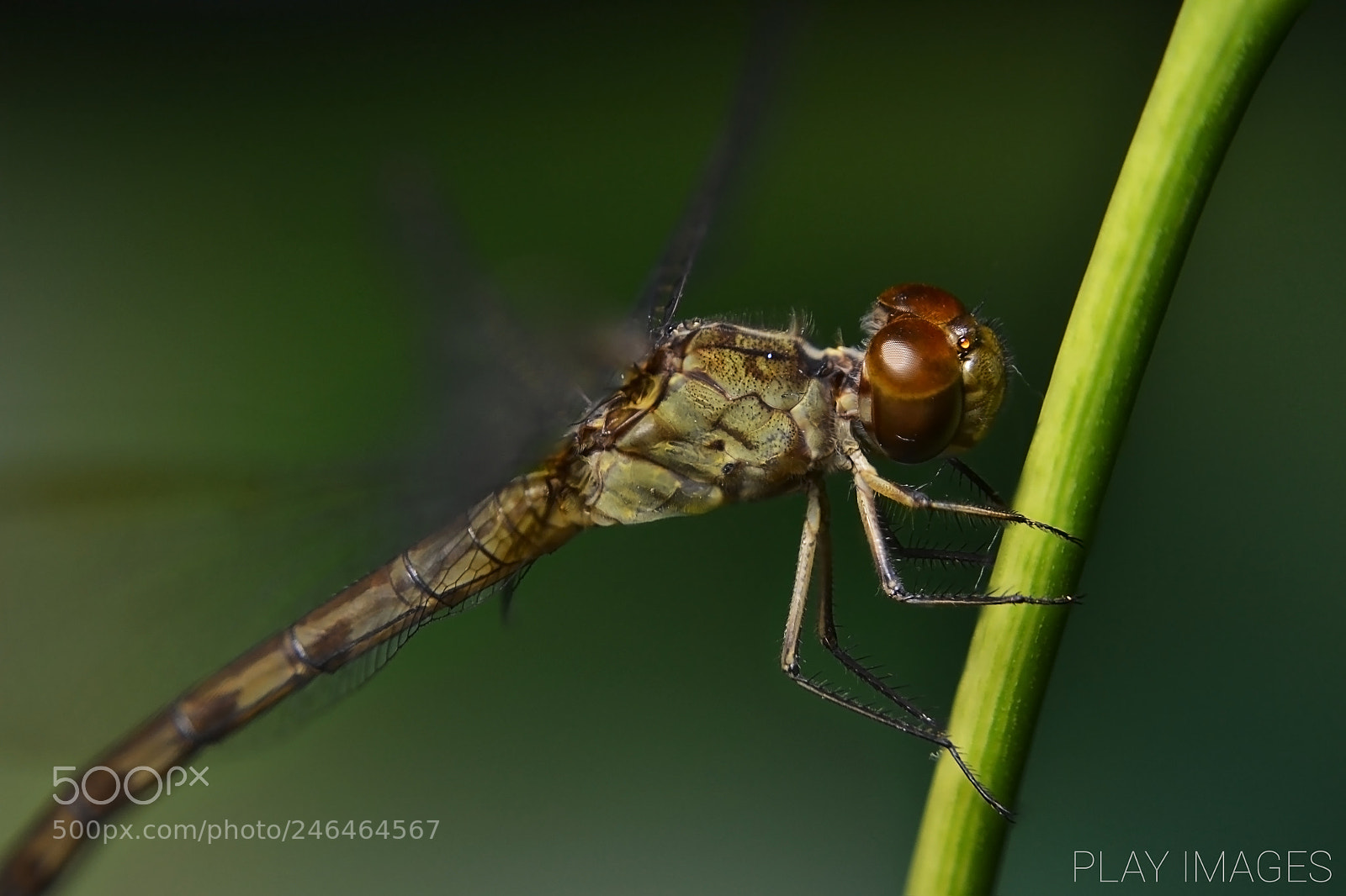 Nikon D3100 sample photo. Nature's marvel photography