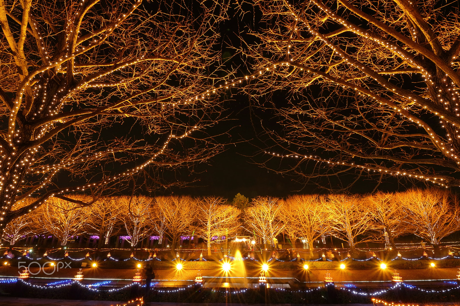 Canon EOS 80D sample photo. Illuminated ginkgo trees photography