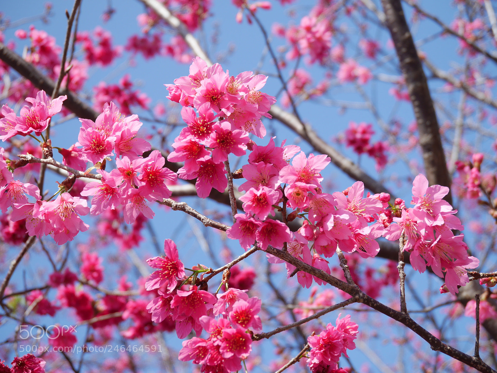 Panasonic Lumix DMC-GF7 sample photo. Sakura photography