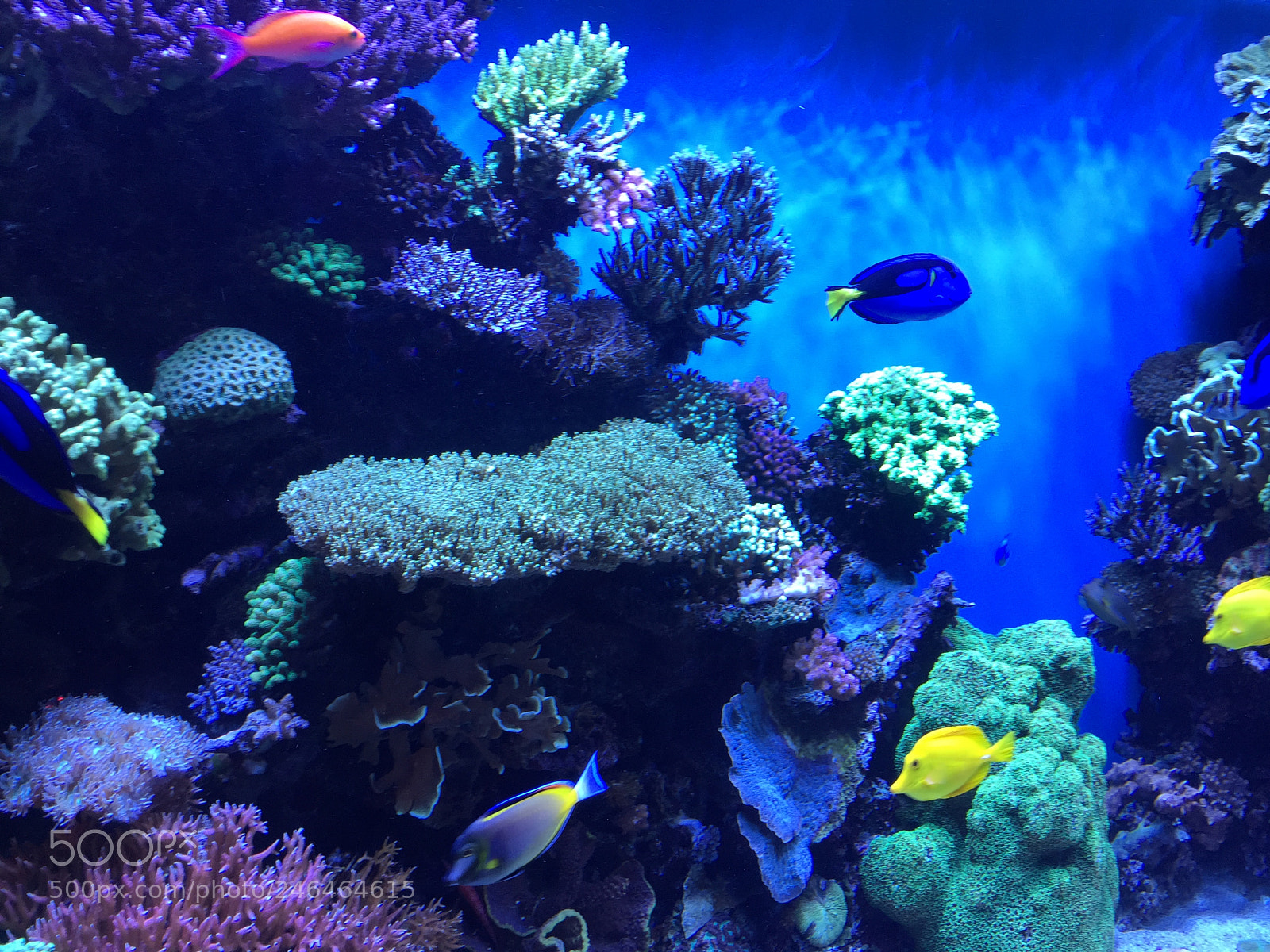 Apple iPhone 6 sample photo. Aquarium life photography