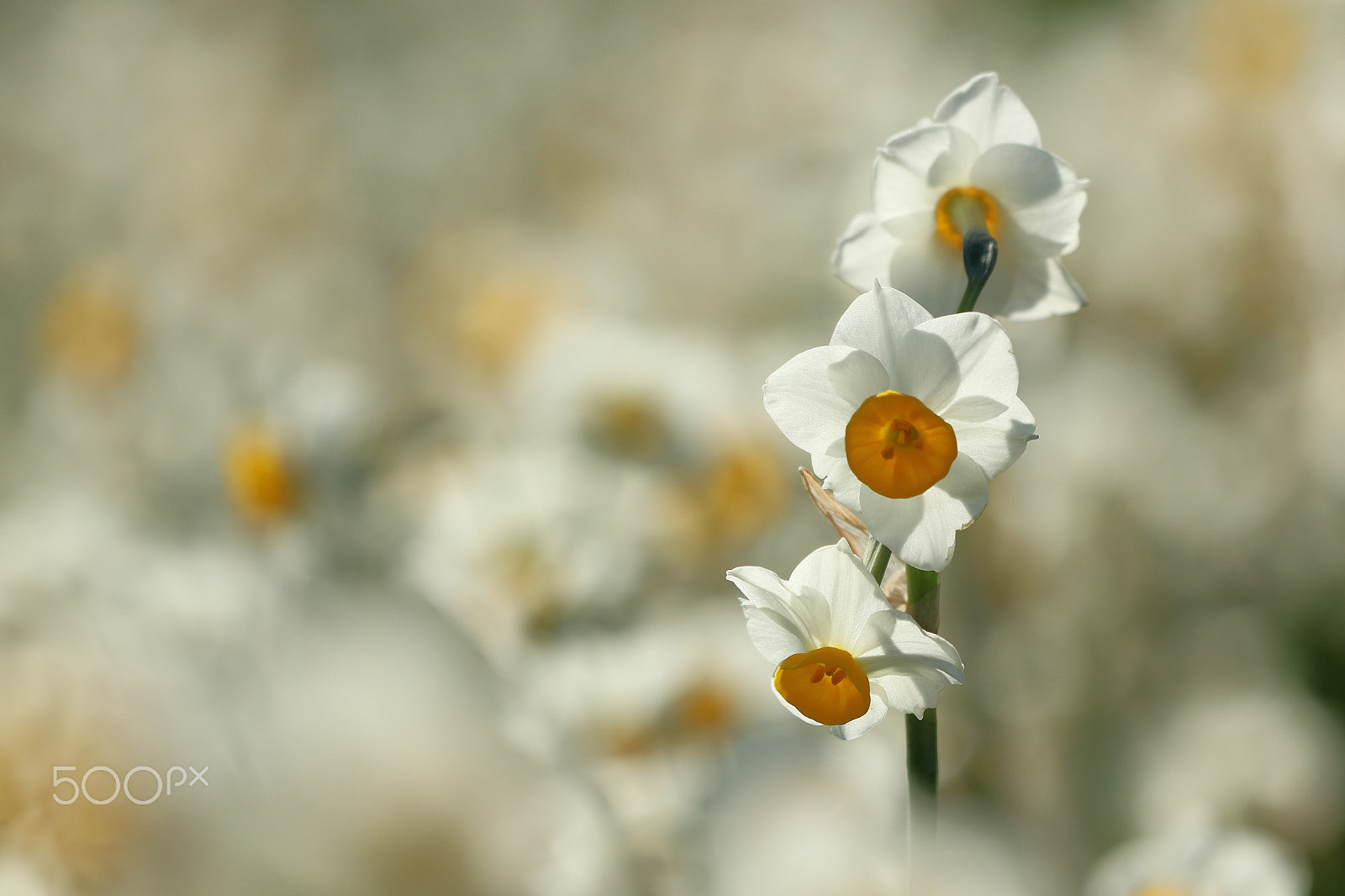 Canon EF 70-300 F4-5.6 IS II USM sample photo. Narcissus photography
