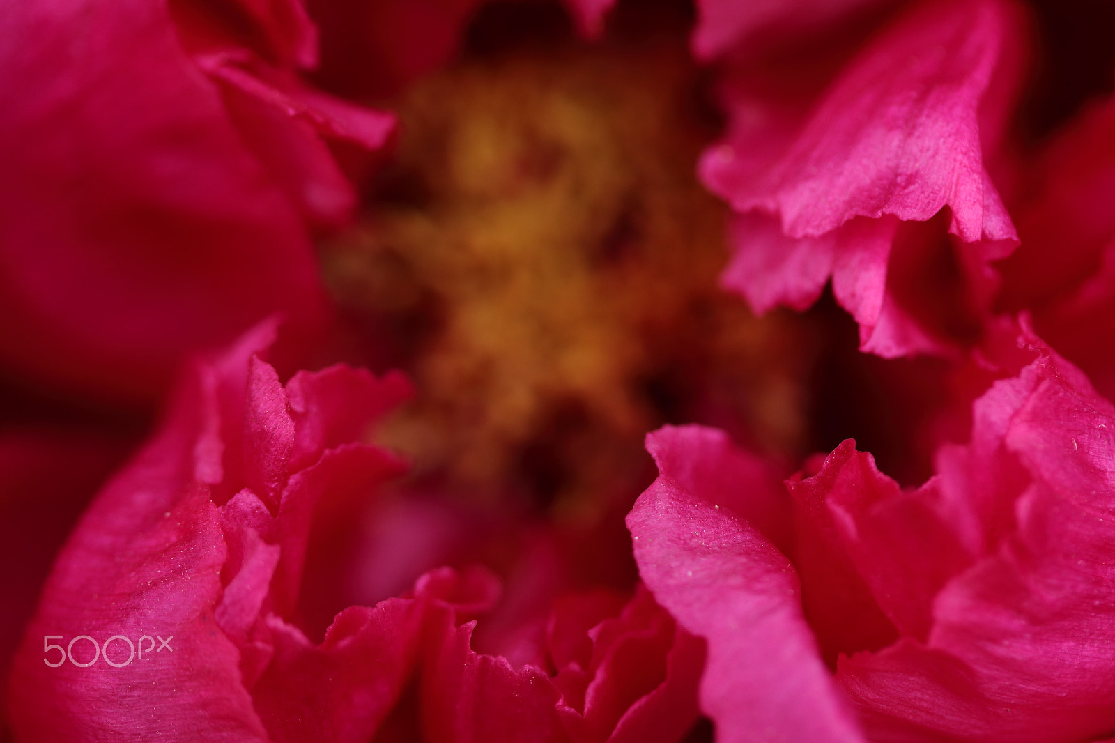 Canon EF-S 60mm F2.8 Macro USM sample photo. Tree peony photography
