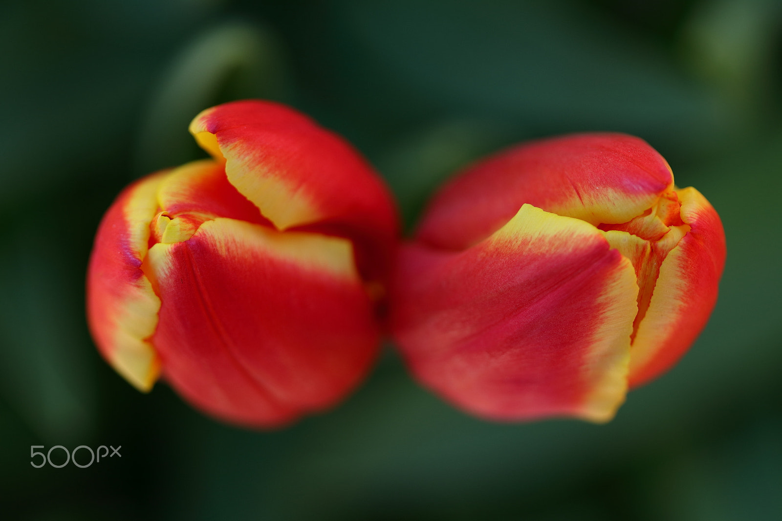 Canon EF-S 60mm F2.8 Macro USM sample photo. Tulips photography