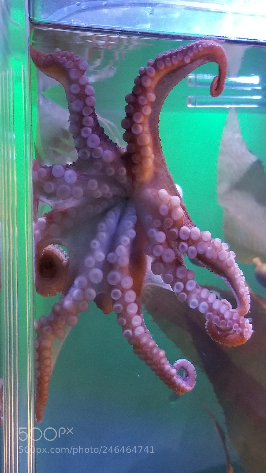 Samsung Galaxy S8 sample photo. Octopus 3 photography
