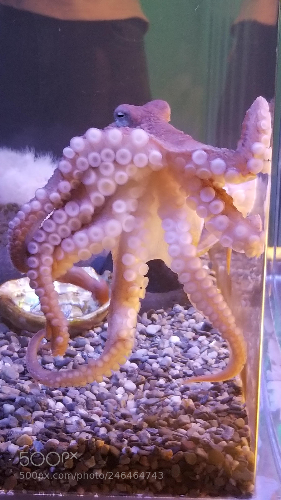 Samsung Galaxy S8 sample photo. Octopus 2 photography