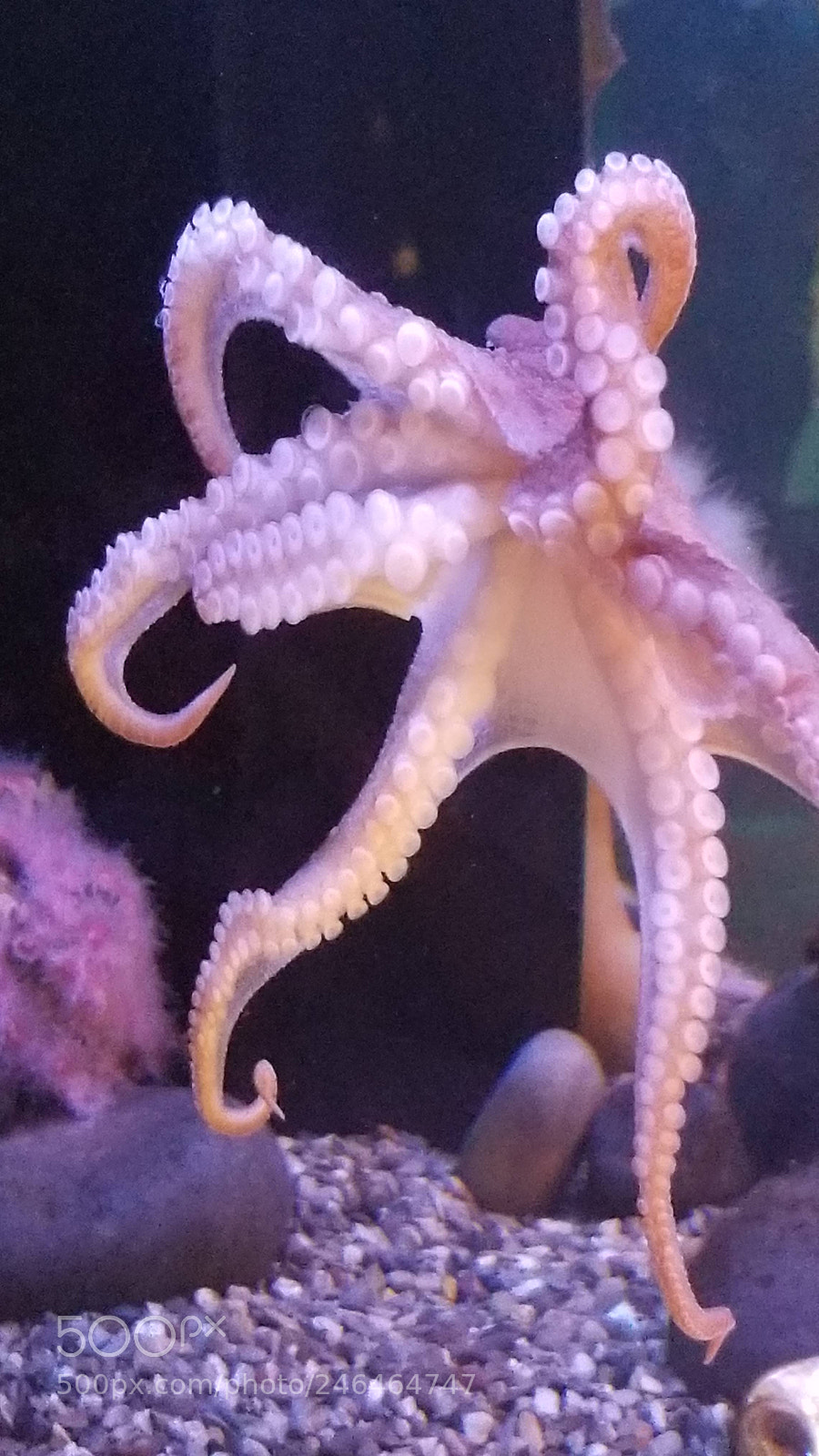 Samsung Galaxy S8 sample photo. Octopus 1 photography