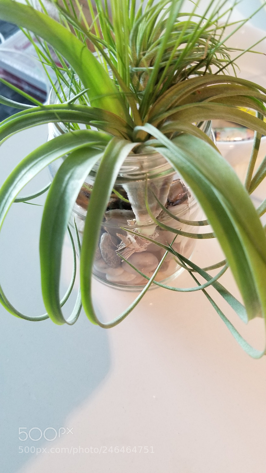 Samsung Galaxy S8 sample photo. Air plant 1 photography