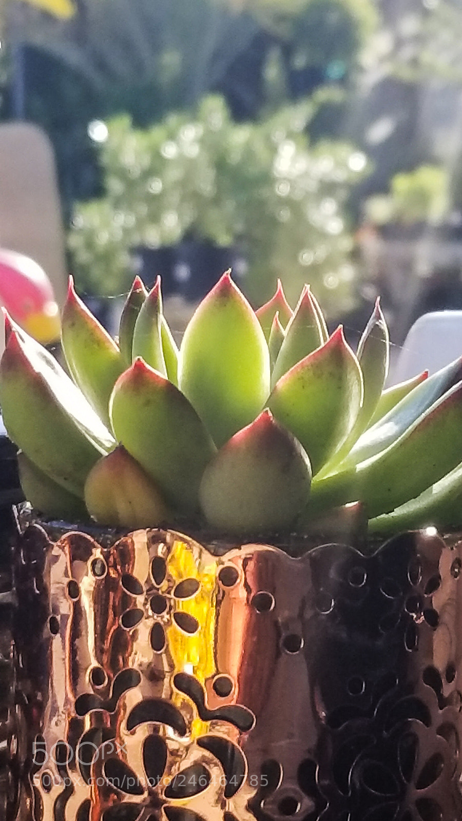 Samsung Galaxy S8 sample photo. Succulent 1 photography