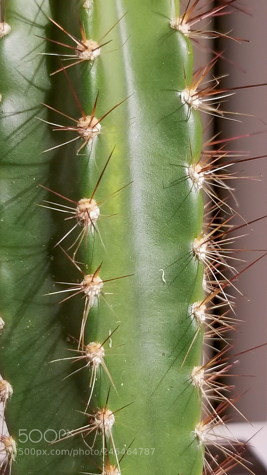 Samsung Galaxy S8 sample photo. Arizona dreamin photography