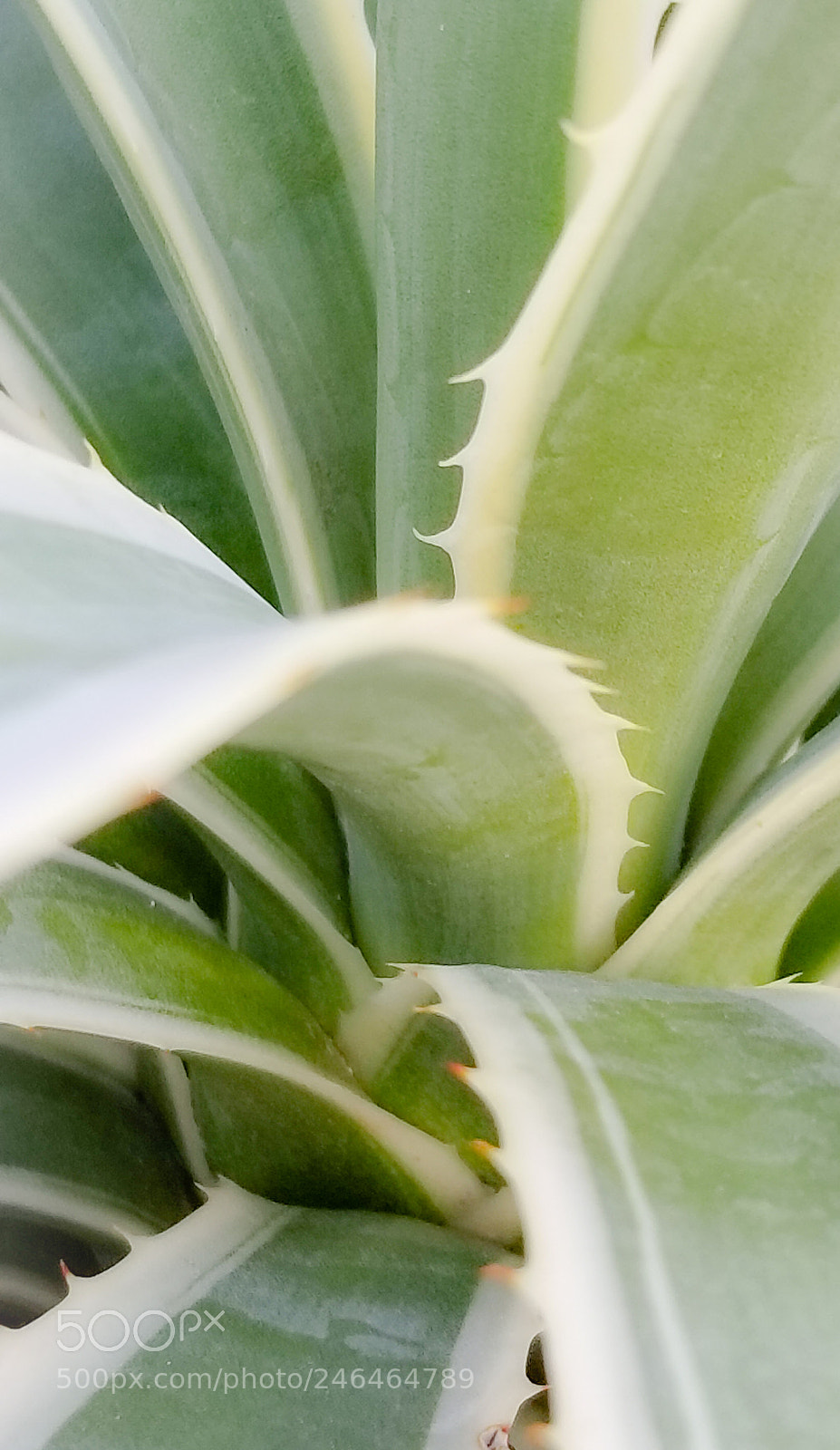 Samsung Galaxy S8 sample photo. Blue agave photography