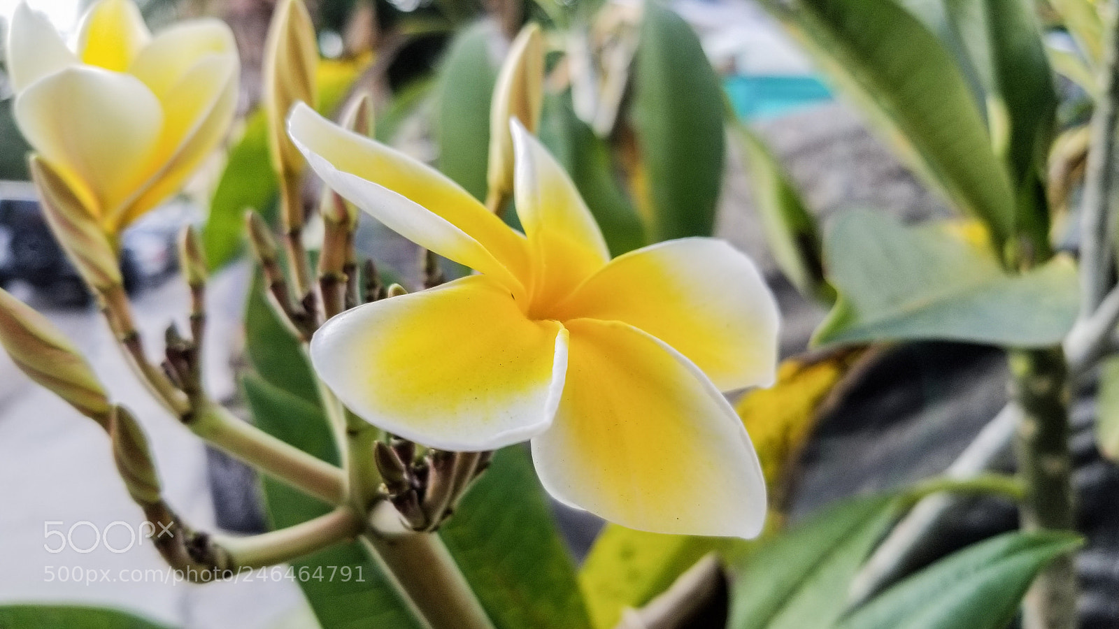 Samsung Galaxy S8 sample photo. Plumeria 2 photography