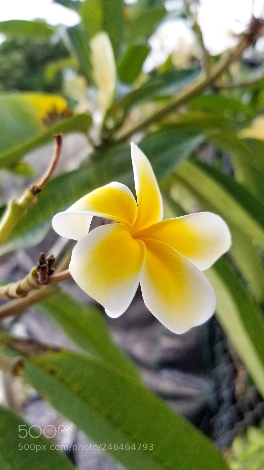 Samsung Galaxy S8 sample photo. Plumeria 1 photography