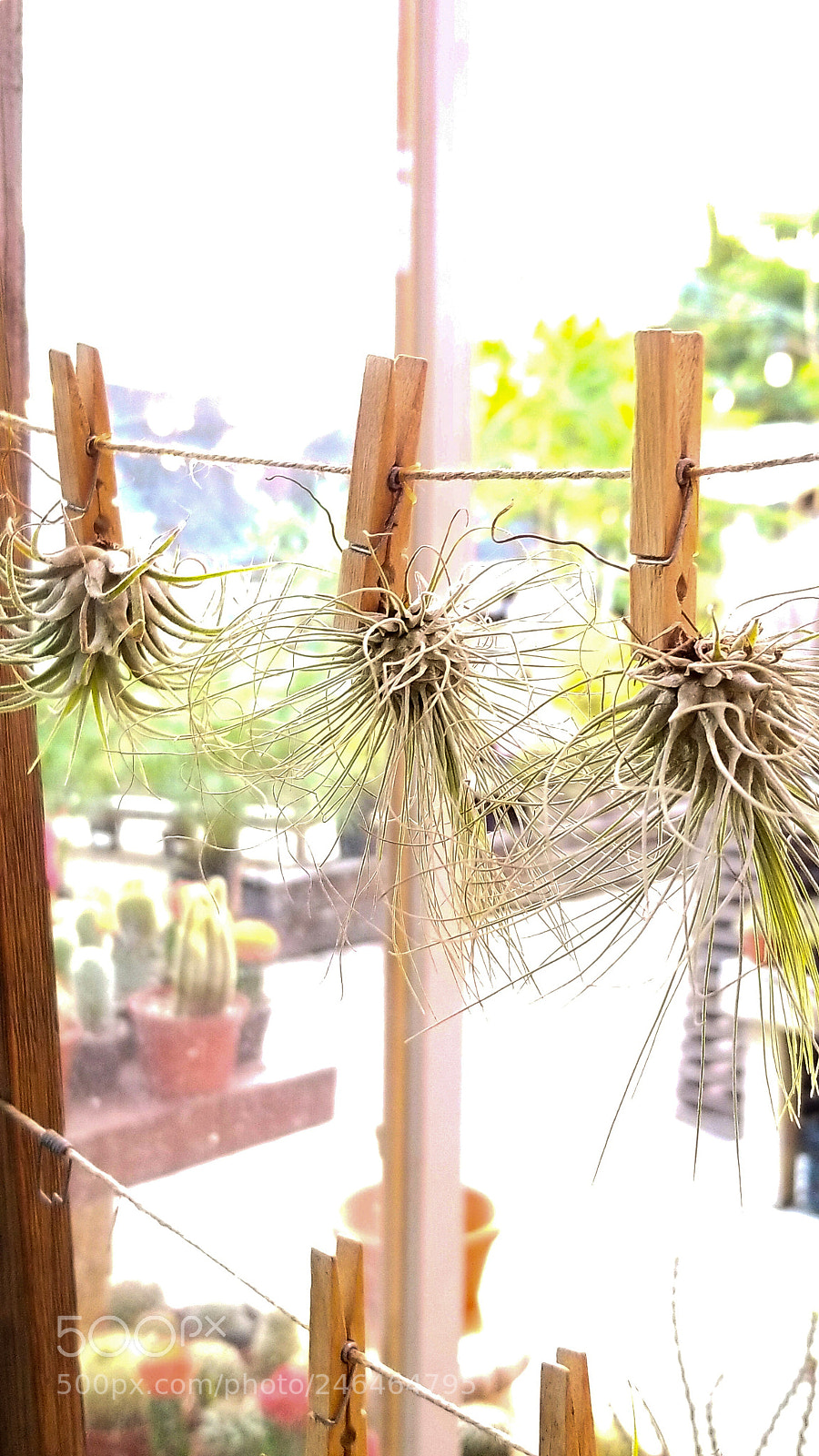 Samsung Galaxy S8 sample photo. Hanging air plants photography
