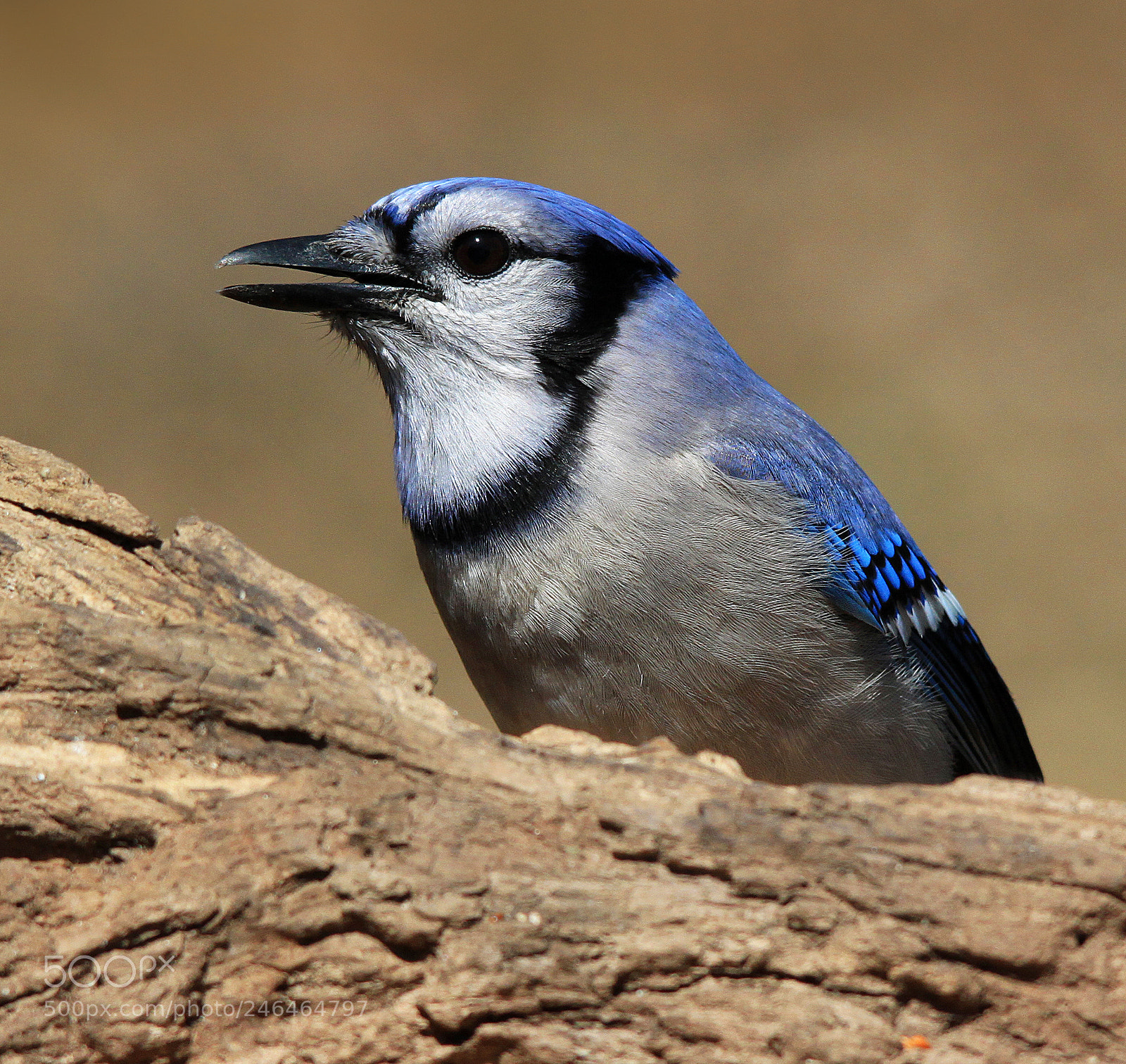 Canon EOS 500D (EOS Rebel T1i / EOS Kiss X3) sample photo. Blue jay on log photography