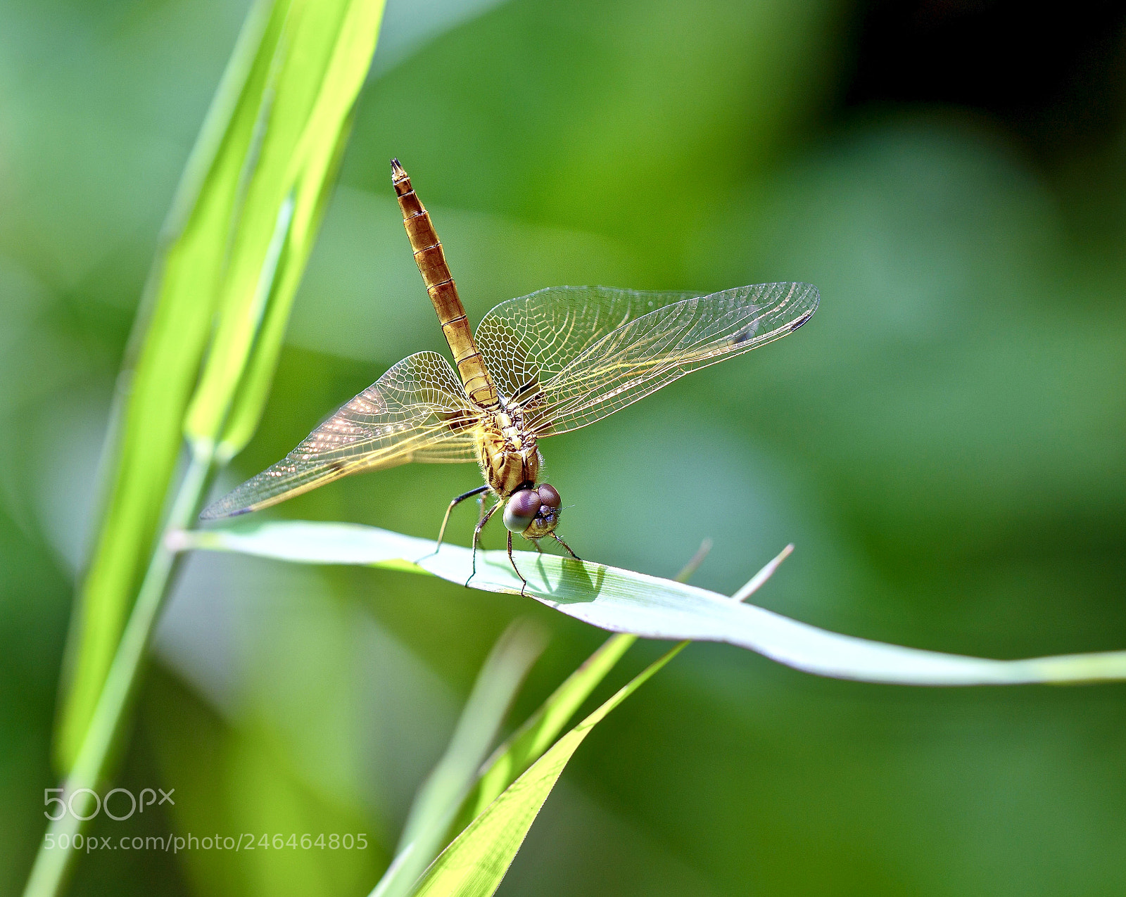 Canon EOS 7D Mark II sample photo. The beauty of nature. photography