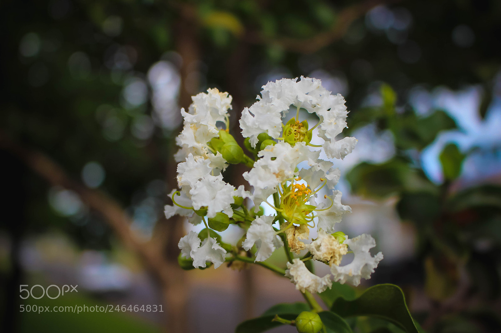 Canon EOS 700D (EOS Rebel T5i / EOS Kiss X7i) sample photo. Flowers photography