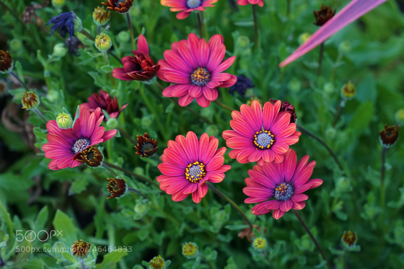 Sony a6500 sample photo. Beautiful flowers with amazing photography