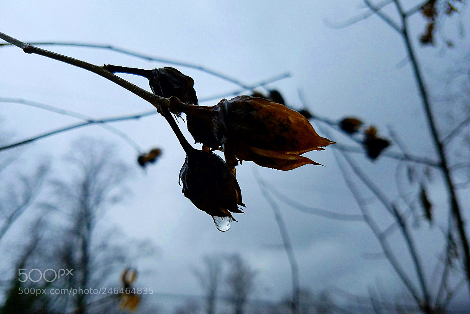 Samsung Galaxy S7 sample photo. This way everyday photography