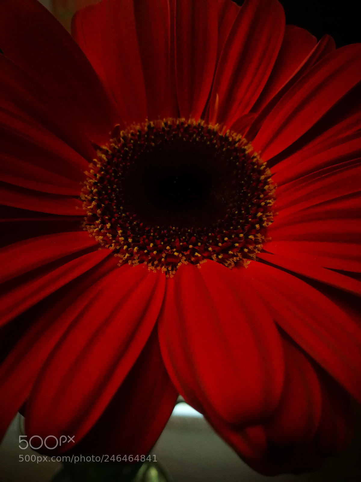 HUAWEI P9 sample photo. Gerbera photography