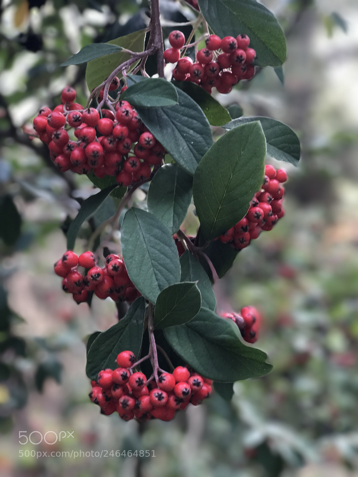 Apple iPhone 7 Plus sample photo. Tree branch with red photography