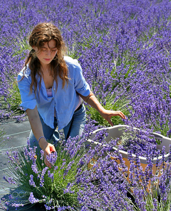 Canon EOS 350D (EOS Digital Rebel XT / EOS Kiss Digital N) sample photo. My lavender girl photography