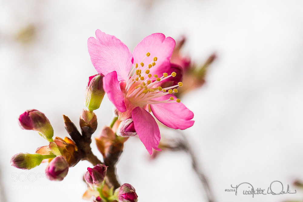 Canon EOS 6D sample photo. Taiwan cherry blossom photography
