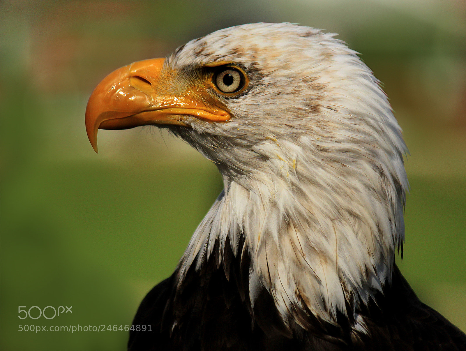 Canon EOS 500D (EOS Rebel T1i / EOS Kiss X3) sample photo. Bald eagle photography