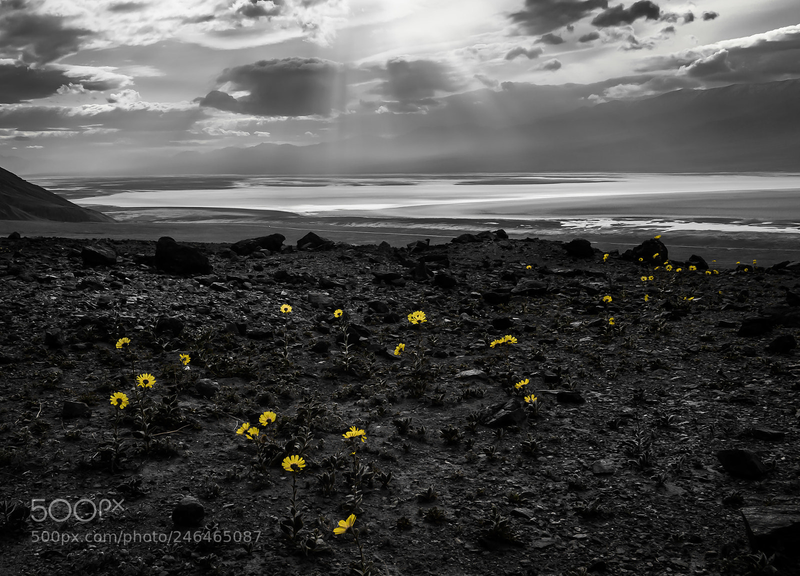 Canon EOS 6D sample photo. Death valley daisies photography