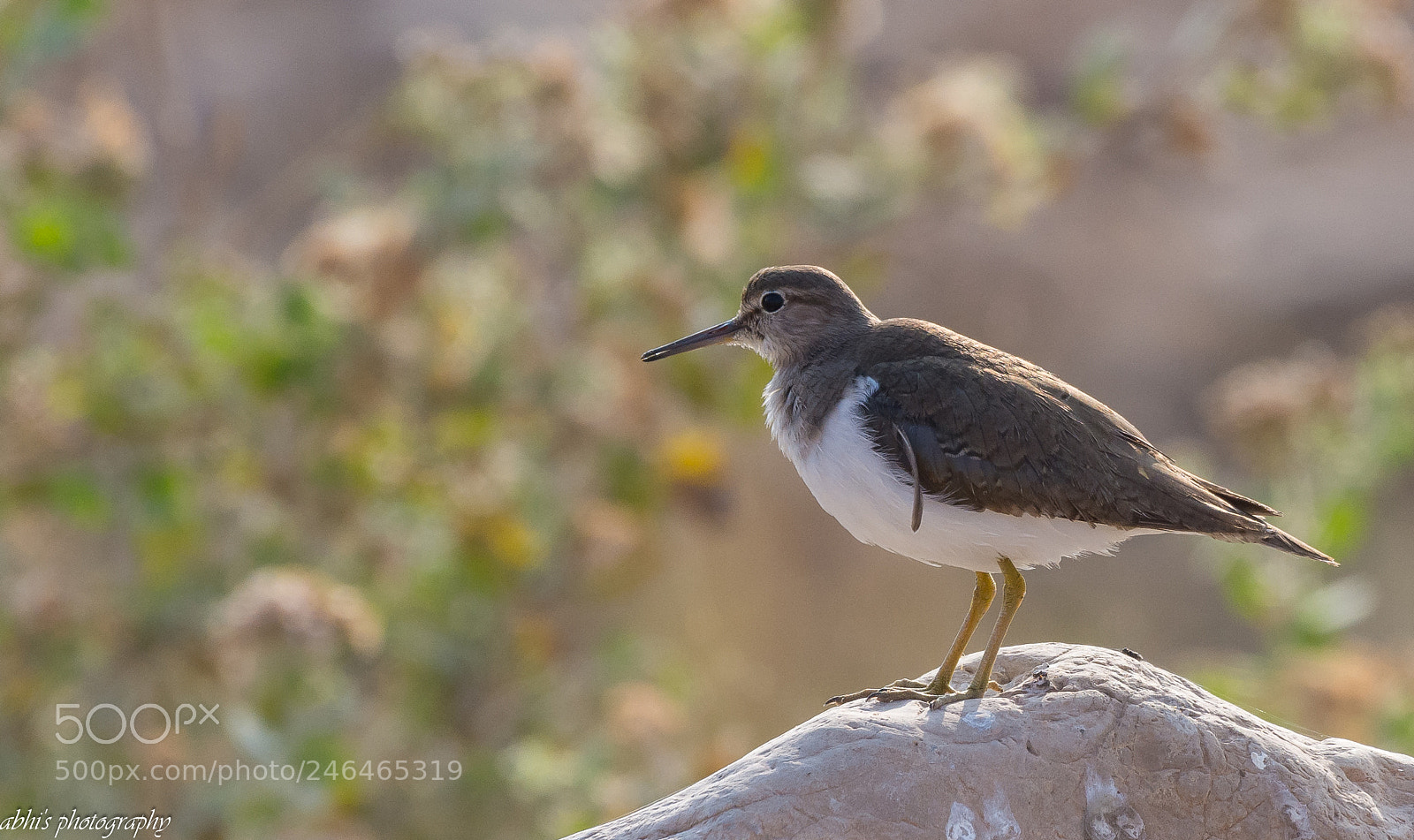 Nikon D7200 sample photo. Common sandpiper photography
