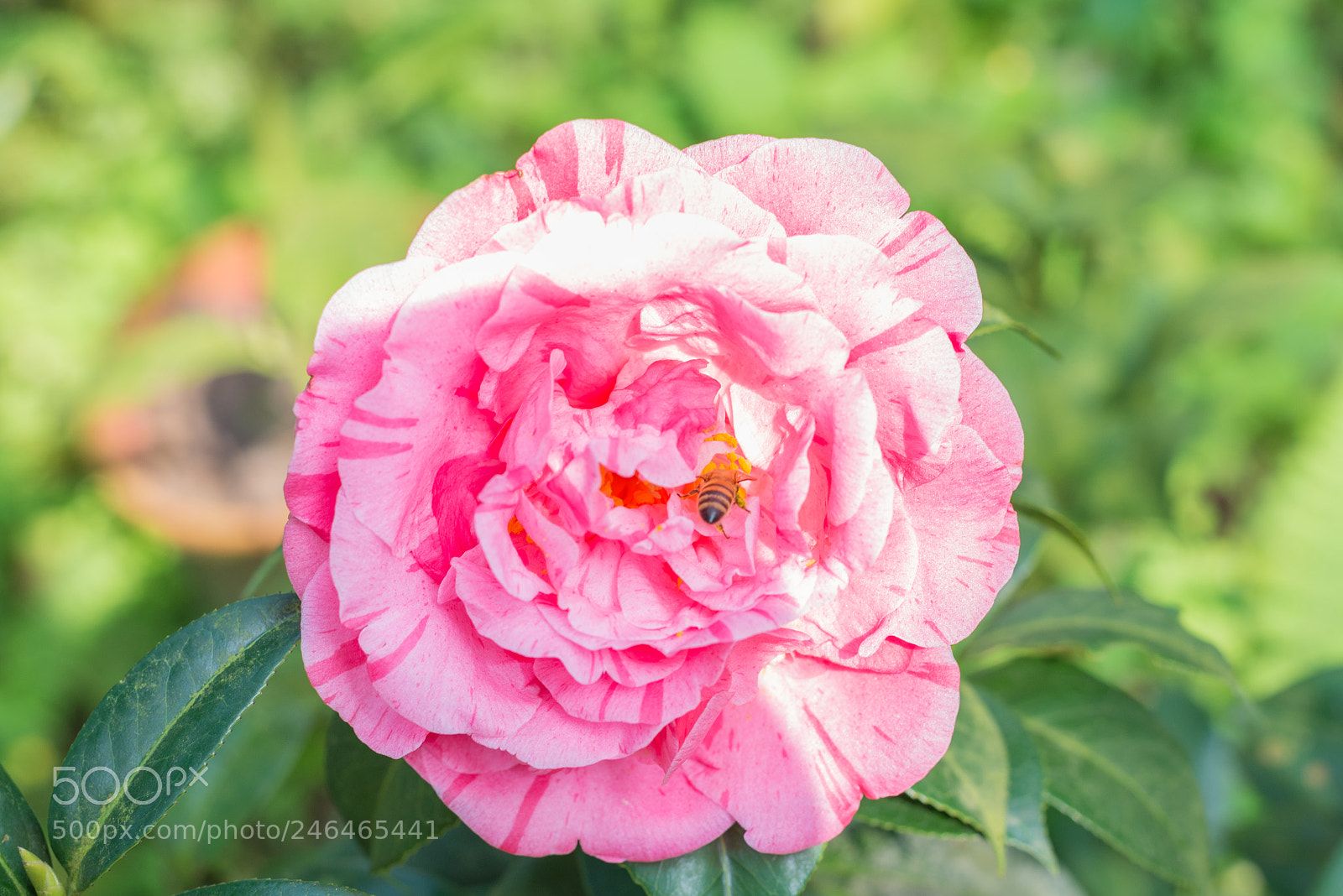 Nikon D610 sample photo. Flower and bee photography
