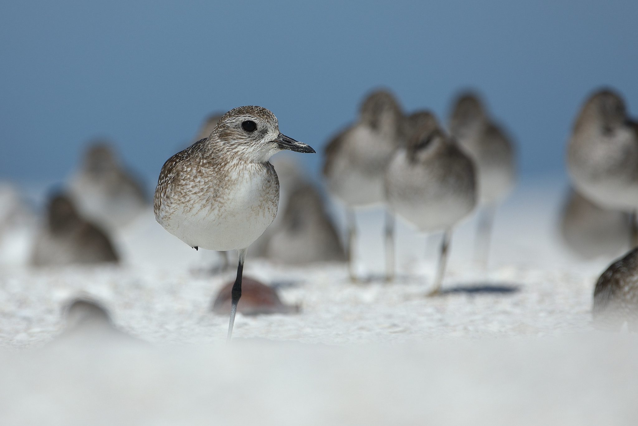 Canon EF 500mm F4L IS USM sample photo. Black-bellied plover - pluvialis squatarola photography