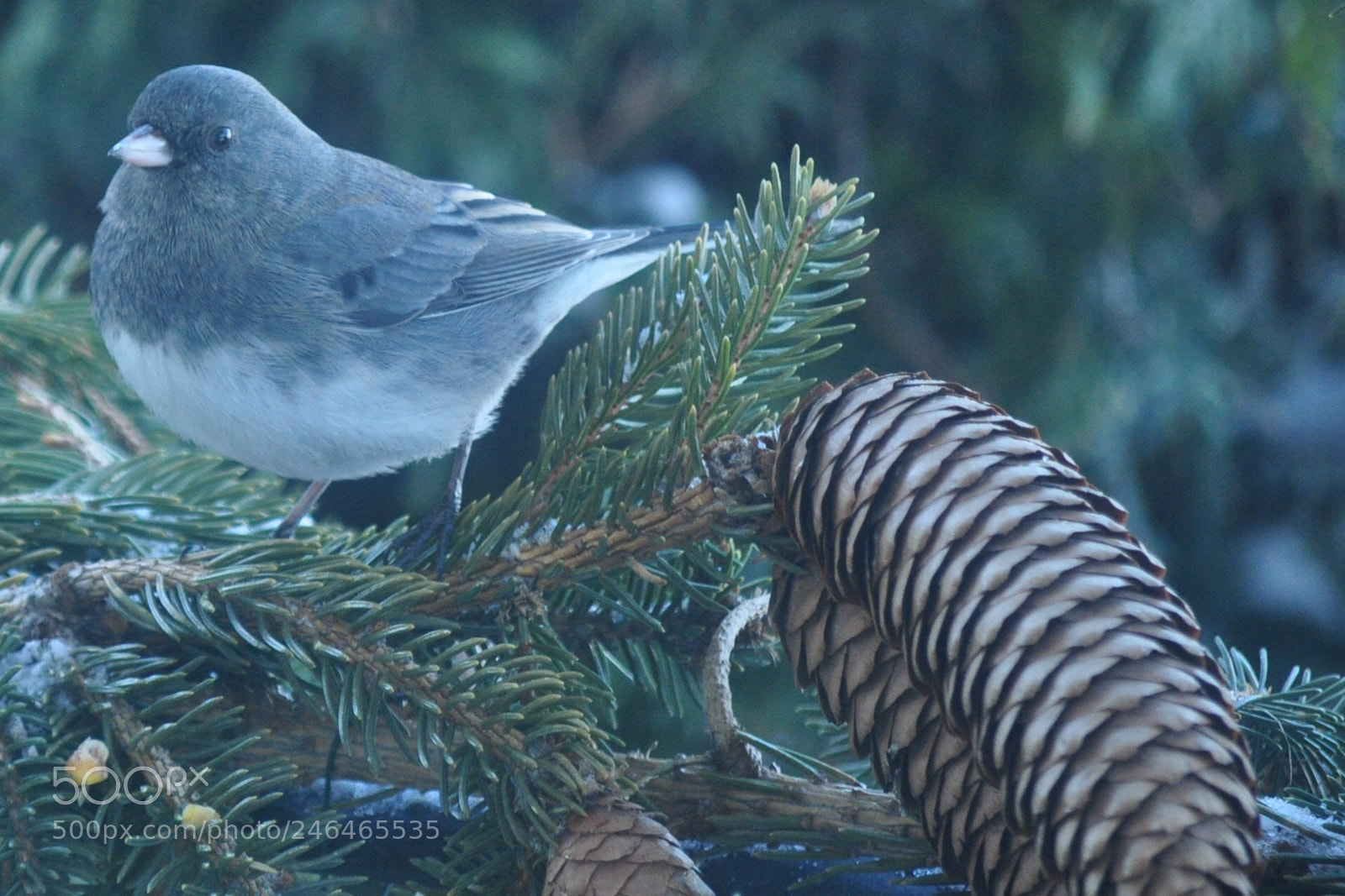 Nikon D5000 sample photo. Junco magic photography