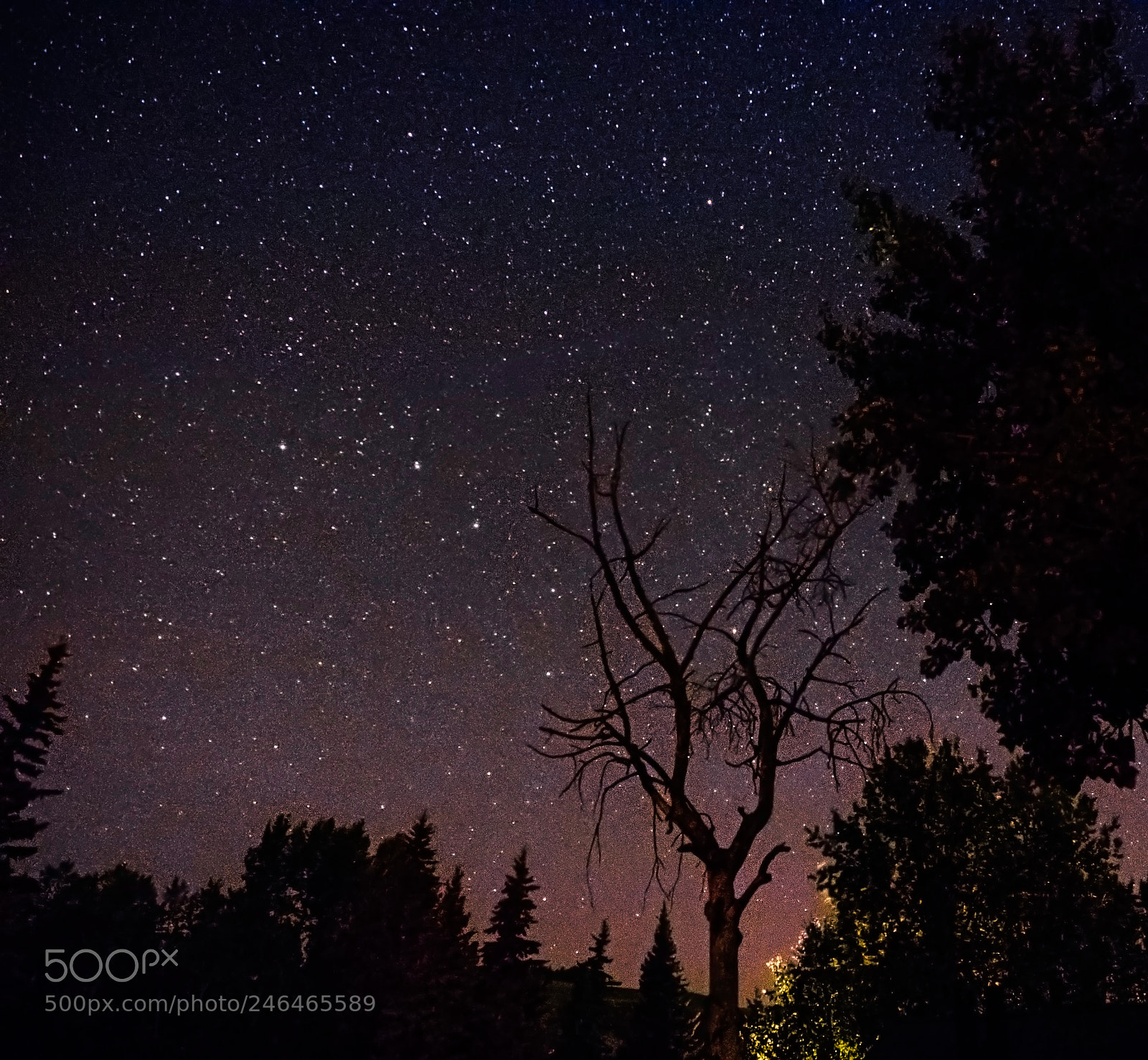 Olympus OM-D E-M1 sample photo. Tree and night sky photography