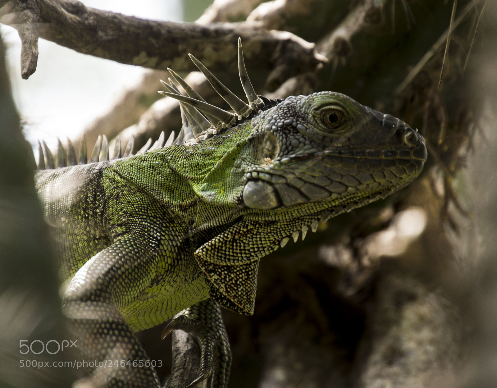 Nikon D3100 sample photo. Iguana photography