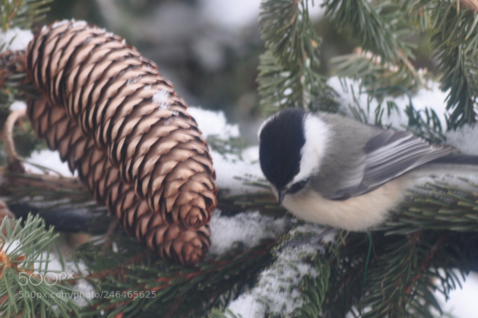 Nikon D5000 sample photo. Mr chickadee photography
