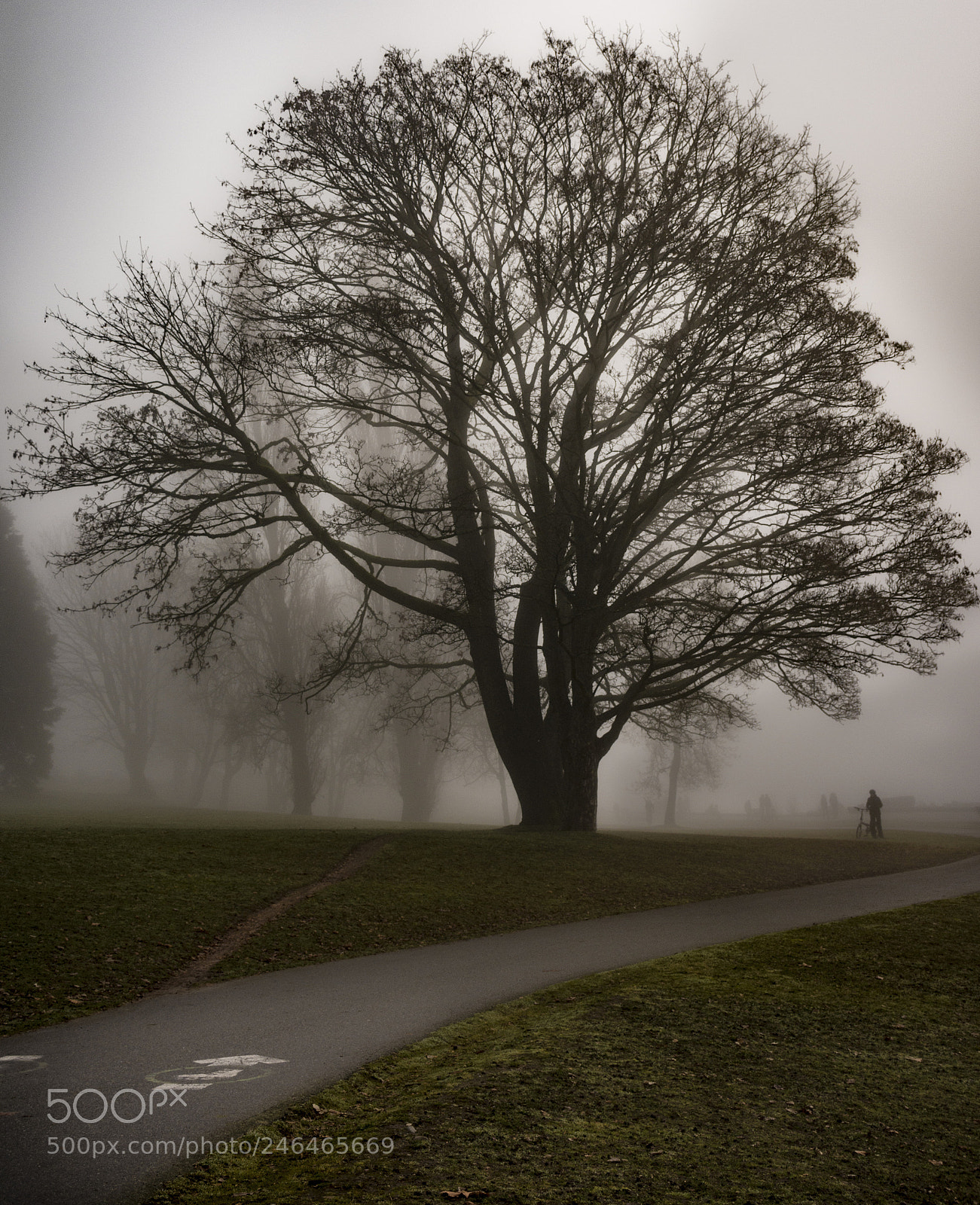 Nikon D7200 sample photo. Misty tree photography